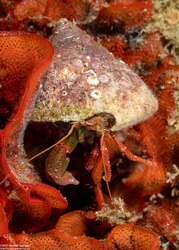 Pagurus hemphilli (Maroon Hermit Crab)