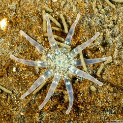 Halcampa decemtentaculata (Burrowing Anemone)