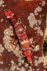 Heptacarpus palpator (Intertidal Coastal Shrimp)