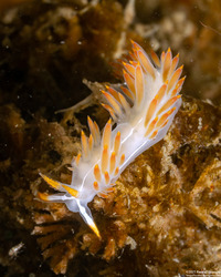 Coryphella trilineata (Three-Lined Aeolid)