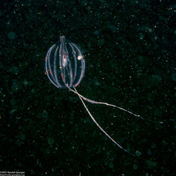 Pleurobrachia bachei (Sea Gooseberry)