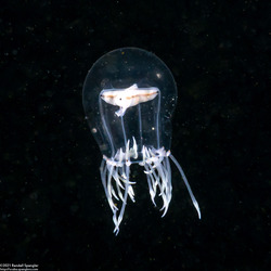 Polyorchis haplus (Polyorchis haplus)