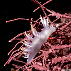Dendronotus albus (White Dendronotus)