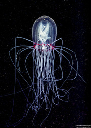 Polyorchis penicillatus (Bell Medusa)