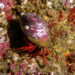 Pagurus hemphilli (Maroon Hermit Crab)