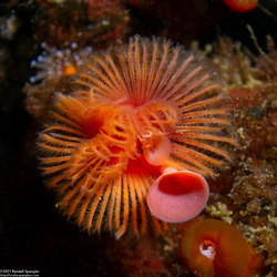 Serpula columbiana (Serpulid Worm)