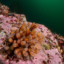 Clavelina huntsmani (Light Bulb Tunicate)