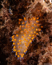 Antiopella barbarensis (Santa Barbara Janolus)