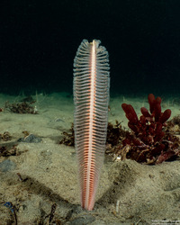Stylatula elongata (White Sea Pen)