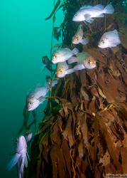 Macrocystis pyrifera (Giant Kelp)
