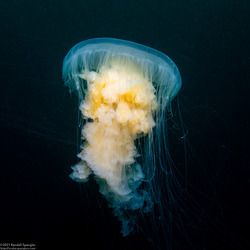 Phacellophora camtschatica (Egg-Yolk Jelly)