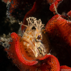 Neoclinus stephensae (Yellowfin Fringehead)