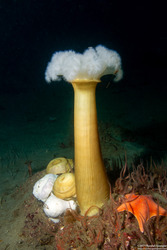 Metridium farcimen (White-Plumed Anemone)
