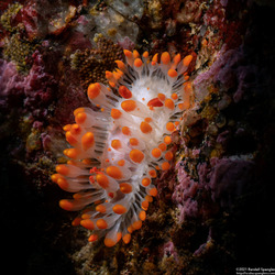 Limacia cockerelli (Cockerell's Dorid)