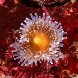 Corynactis californica (Club-Tipped Anemone)