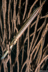 Aulostomus maculatus (Atlantic Trumpetfish)