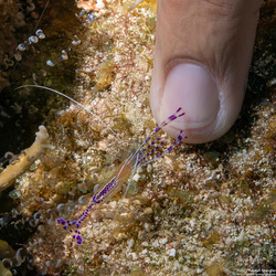 Ancylomenes pedersoni (Pederson Cleaner Shrimp)