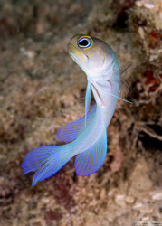Opistognathus aurifrons (Yellowhead Jawfish)