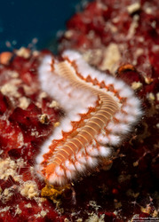 Hermodice carunculata (Bearded Fireworm)