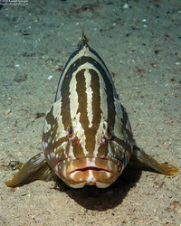 Epinephelus striatus (Nassau Grouper)
