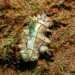 Eurylepta californica (Montgomery's Flatworm)