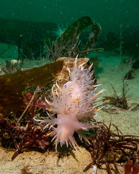 Dendronotus iris (Rainbow Dendronotus)