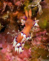 Coryphellina exoptata (Desirable Flabellina)