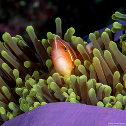 Amphiprion perideraion (Pink Anemonefish)