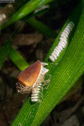 Californiconus californicus (California Cone Snail)