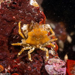 Pugettia foliata (Foliate Kelp Crab)
