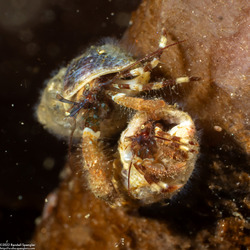 Haigiopagurus diegensis (San Diego Hermit Crab)