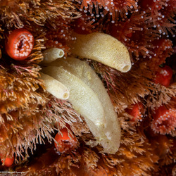 Leucilla nuttingi (Urn Sponge)