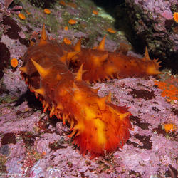 Parastichopus californicus (California Sea Cucumber)