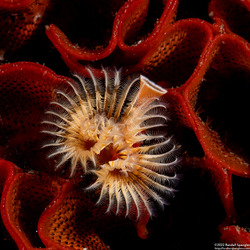 Serpula columbiana (Serpulid Worm)