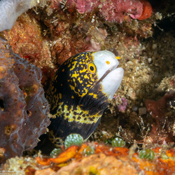 Echidna nebulosa (Snowflake Moray)