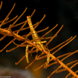 Laomenes sp.1 (Crinoid Shrimp)