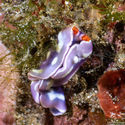 Thuridilla albopustulosa (White-Bump Sapsucking Slug)