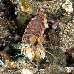 Odontodactylus latirostris (Pink-Eared Mantis)