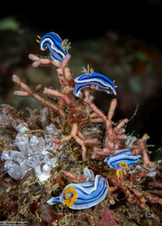 Chromodoris lochi (Loch's Chromodoris)
