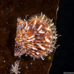 Leptopecten latiauratus (Kelp Scallop)