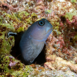 Ecsenius bicolor (Bicolor Coralblenny)