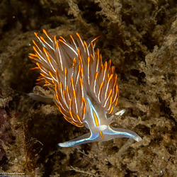 Hermissenda crassicornis (Hermissenda Crassicornis)