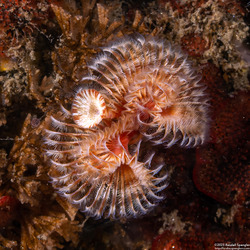 Serpula columbiana (Serpulid Worm)