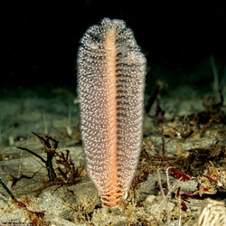 Virgularia sp.4 (Virgularia sp.4)