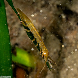 Pentidotea resecata (Kelp Isopod)