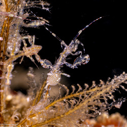Caprella sp.1 (Skeleton Shrimp); Carrying eggs