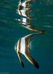 Platax teira (Longfin Spadefish)