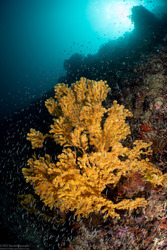 Menella sp.2 (Menella sp.2)