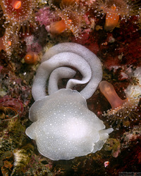 Berthella chacei (White Berthella); Laying eggs