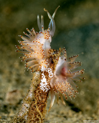 Apata pricei (Price's Aeolid)